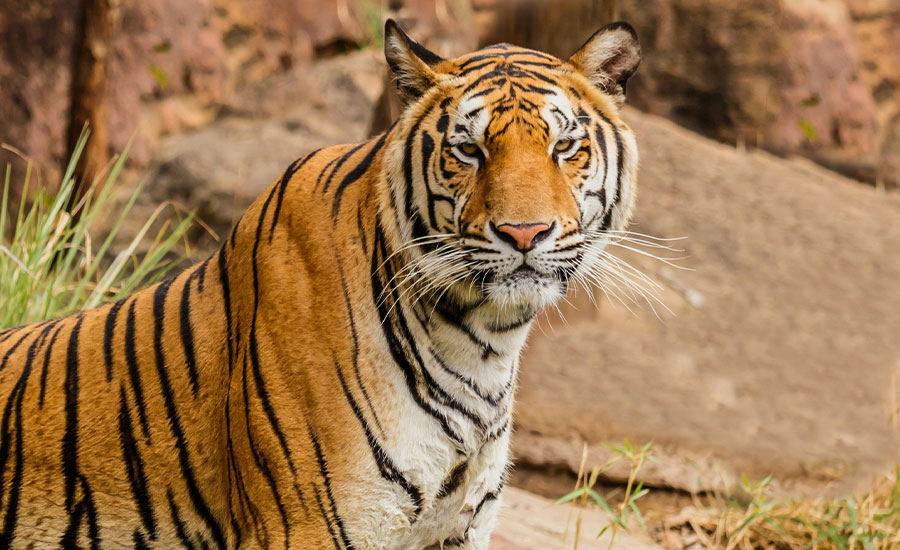 Bardiya Wilderness Safari