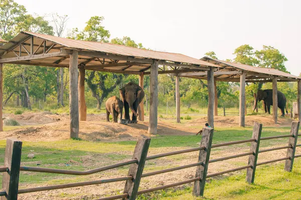 Elephant Breeding Centre